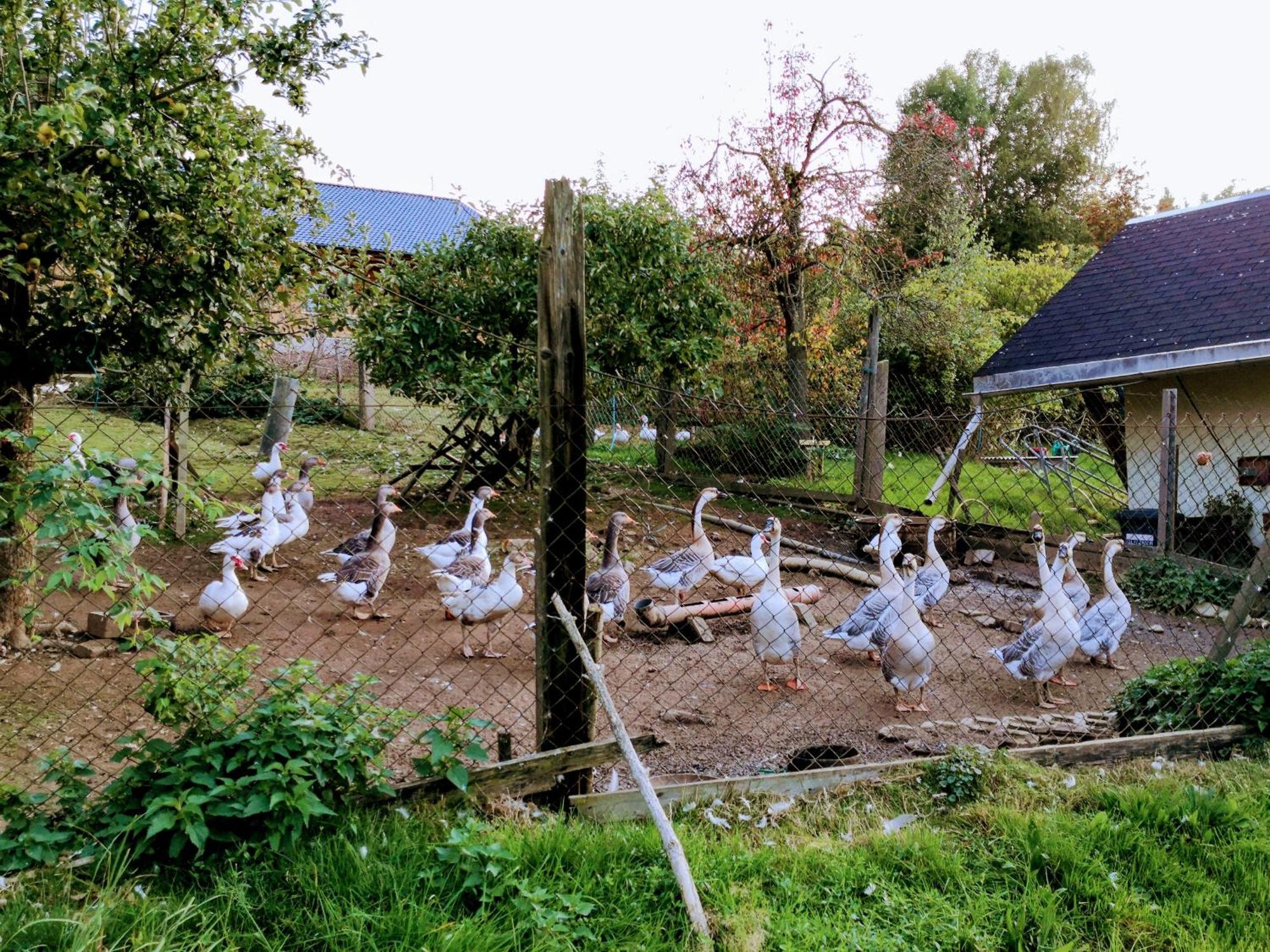 Ferienwohnungen 1 Bis 4 "Pumphut'S Scheune" Lengenfeld  Luaran gambar